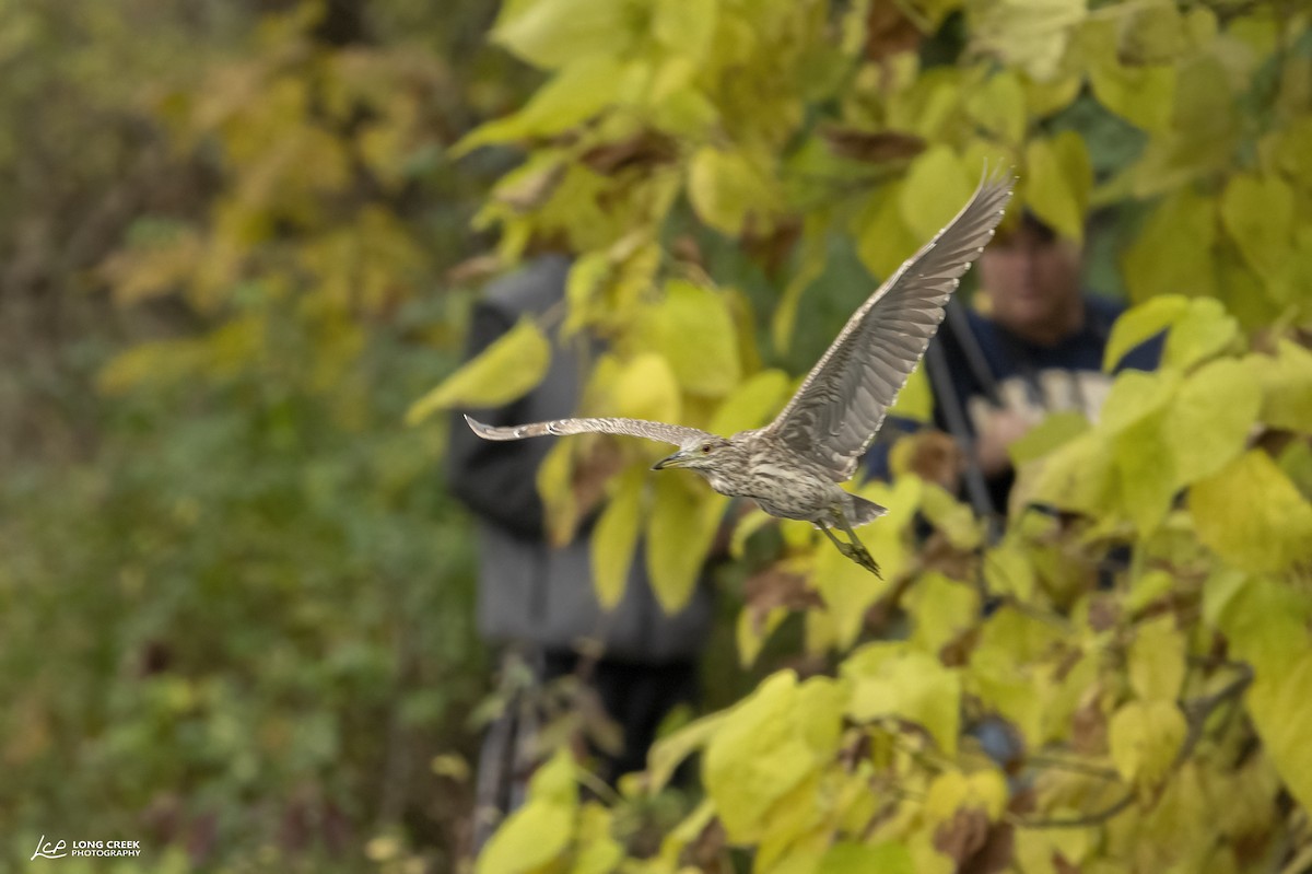 Black-crowned Night Heron - Derek Green