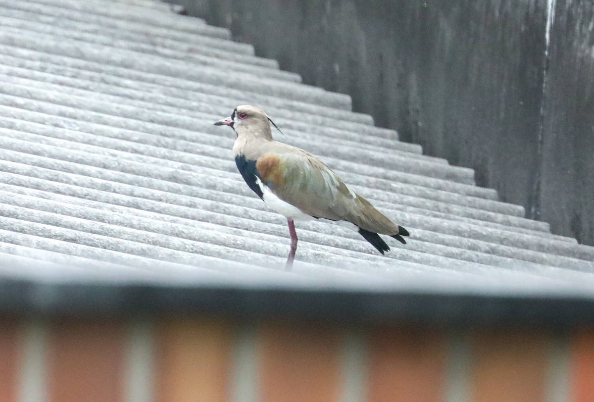 Southern Lapwing - ML610658519