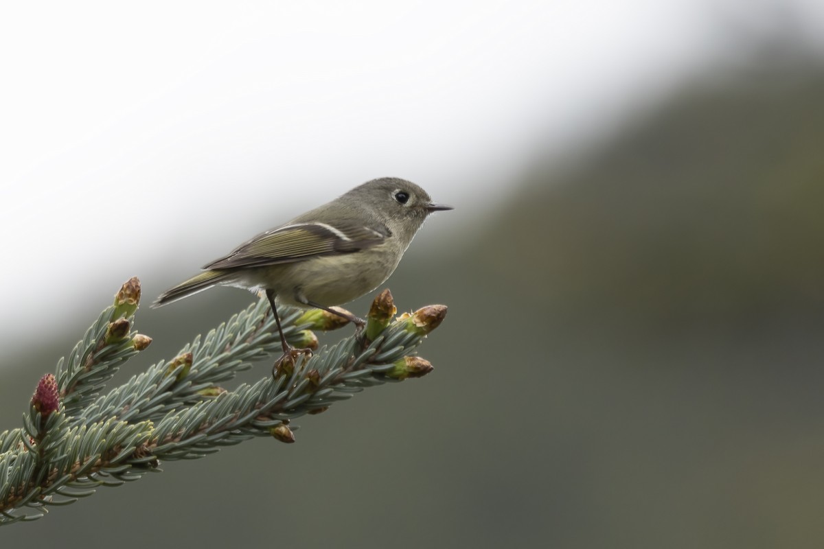 Ruby-crowned Kinglet - Delfin Gonzalez