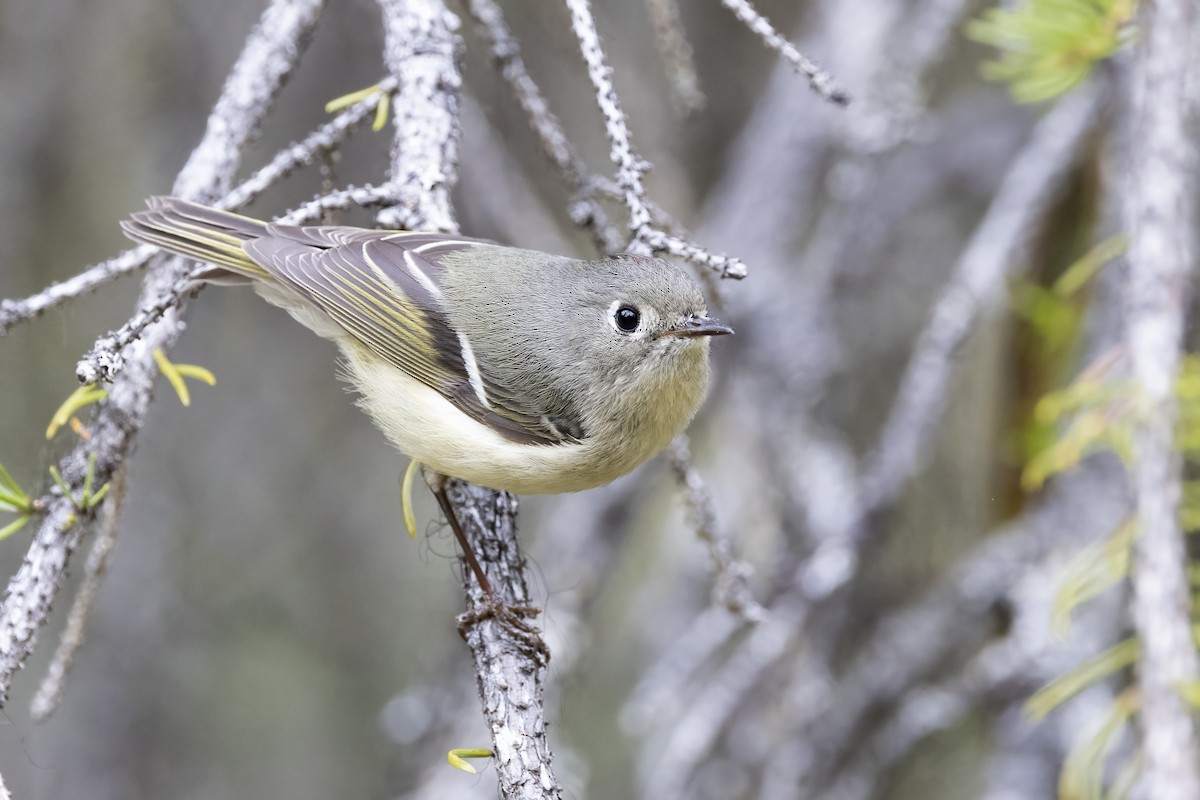 Ruby-crowned Kinglet - ML610658524