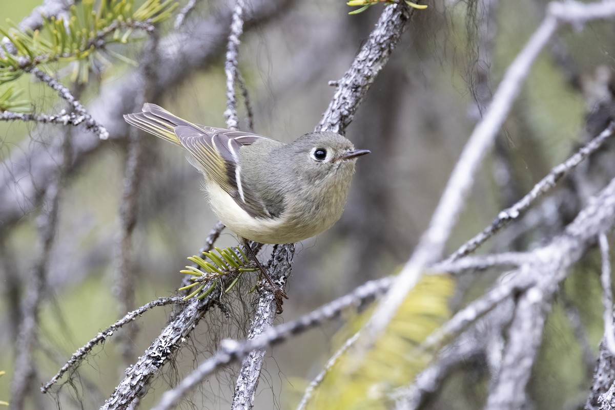 Ruby-crowned Kinglet - ML610658527