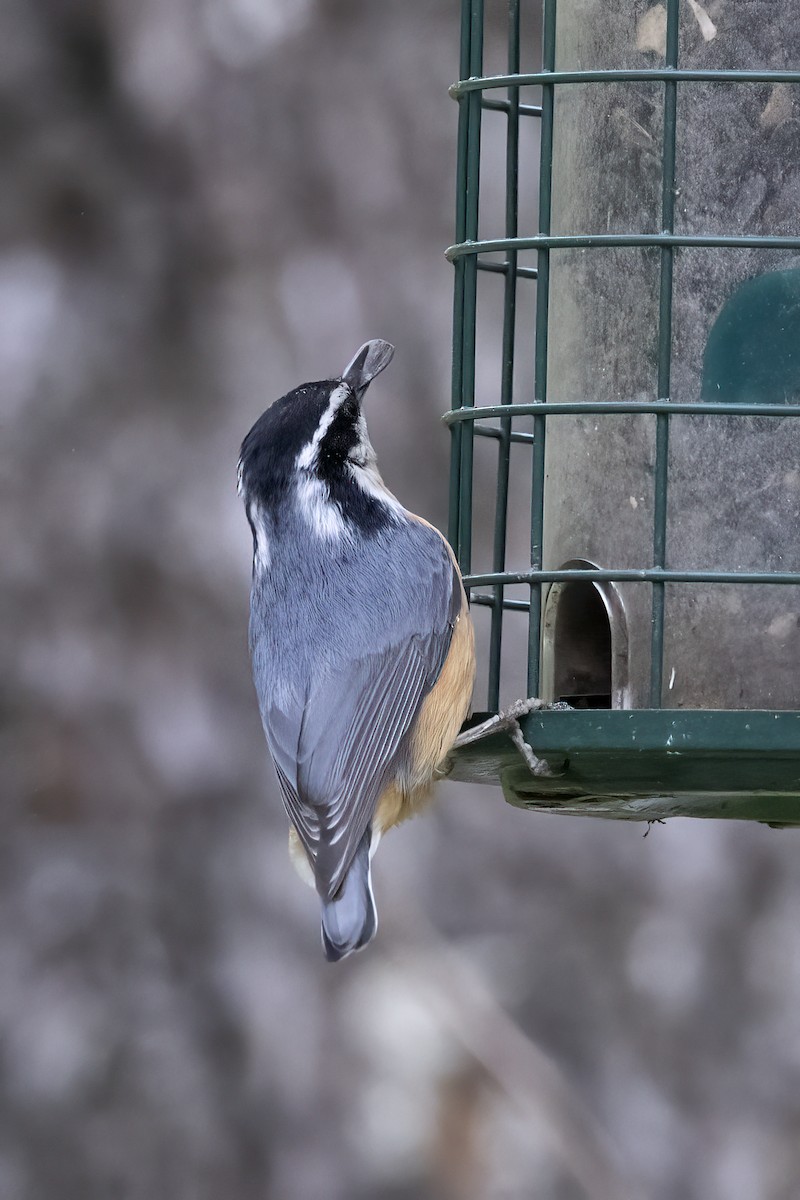 Red-breasted Nuthatch - Delfin Gonzalez