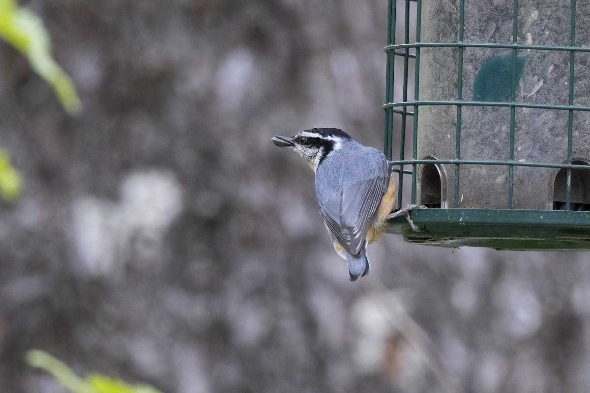 Red-breasted Nuthatch - Delfin Gonzalez