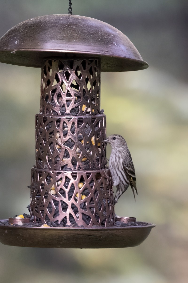 Pine Siskin - Delfin Gonzalez