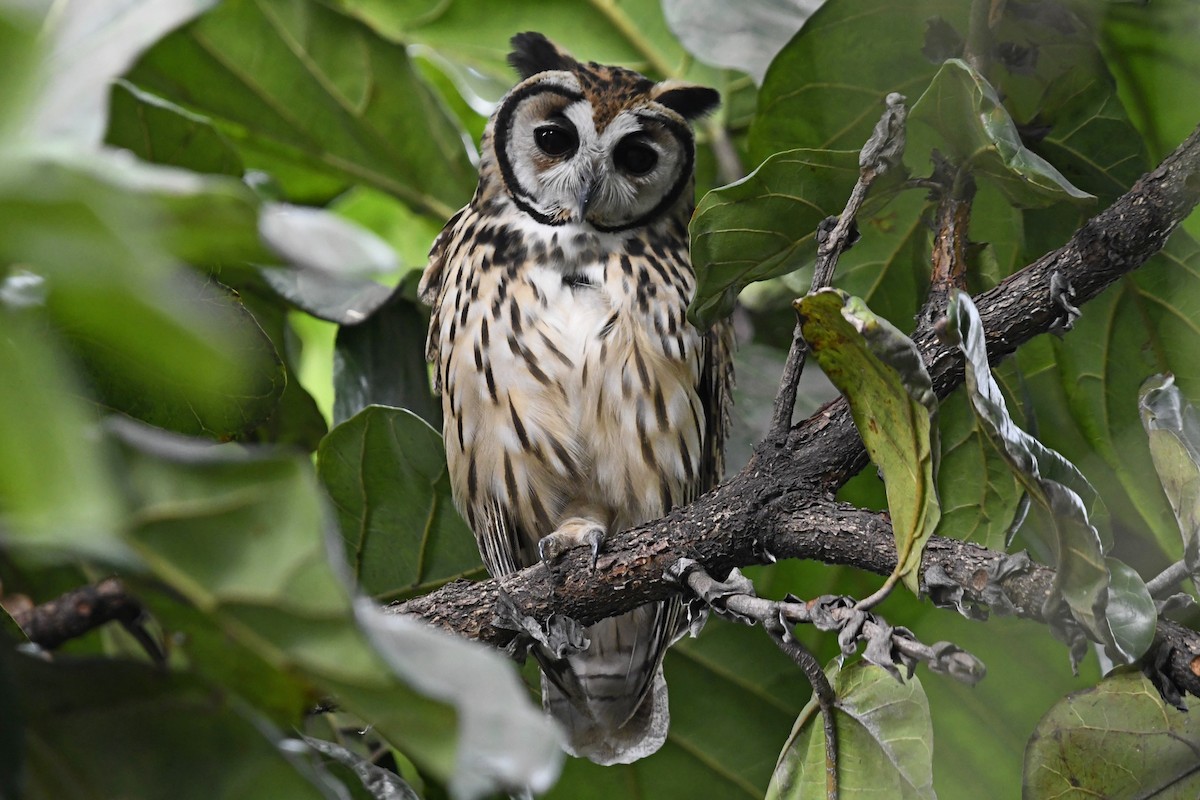 Striped Owl - Fernando Cediel