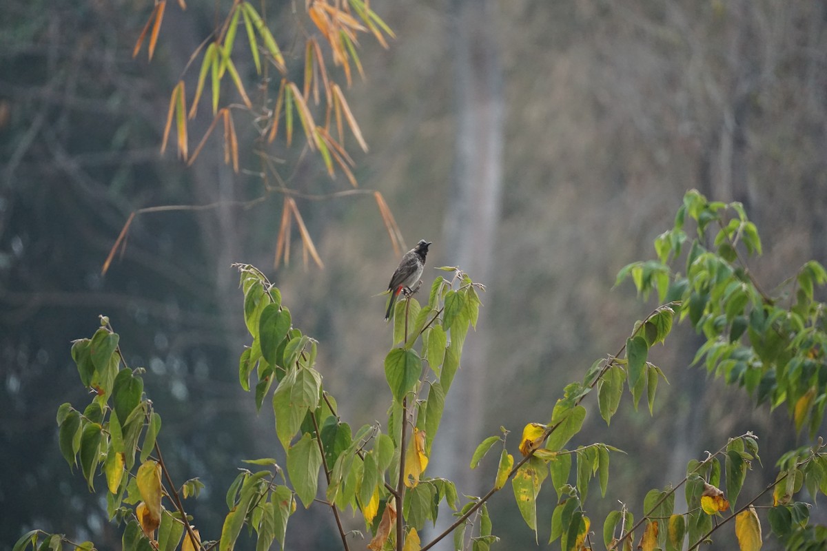 Red-vented Bulbul - ML610658682