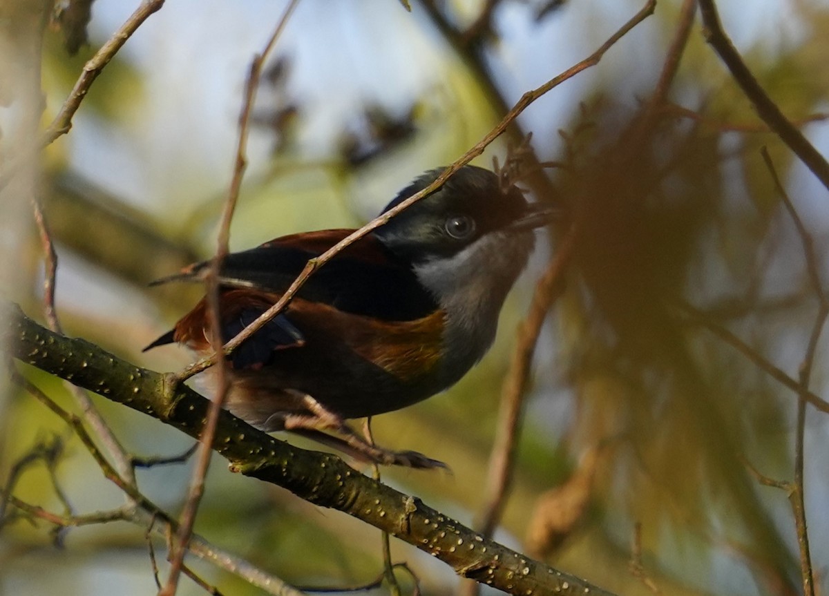 Black-headed Shrike-Babbler - ML610658764