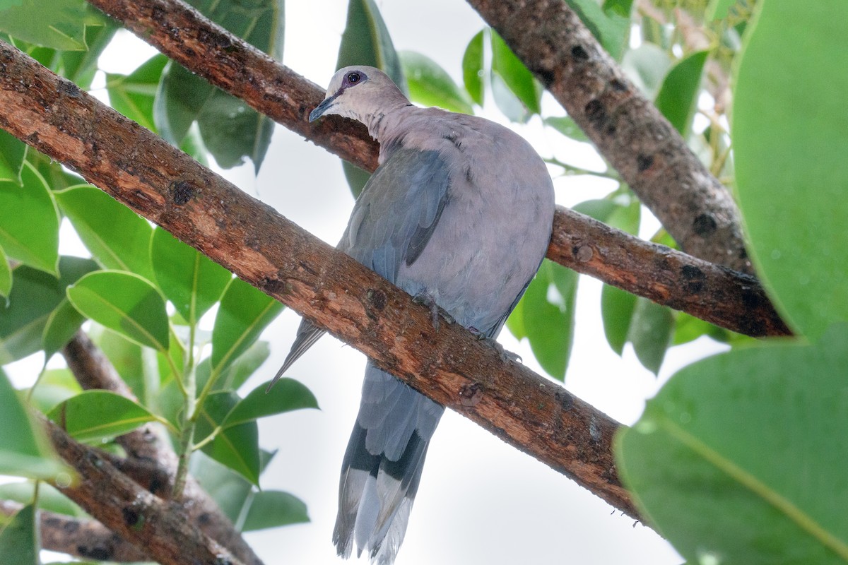 Red-eyed Dove - ML610658848