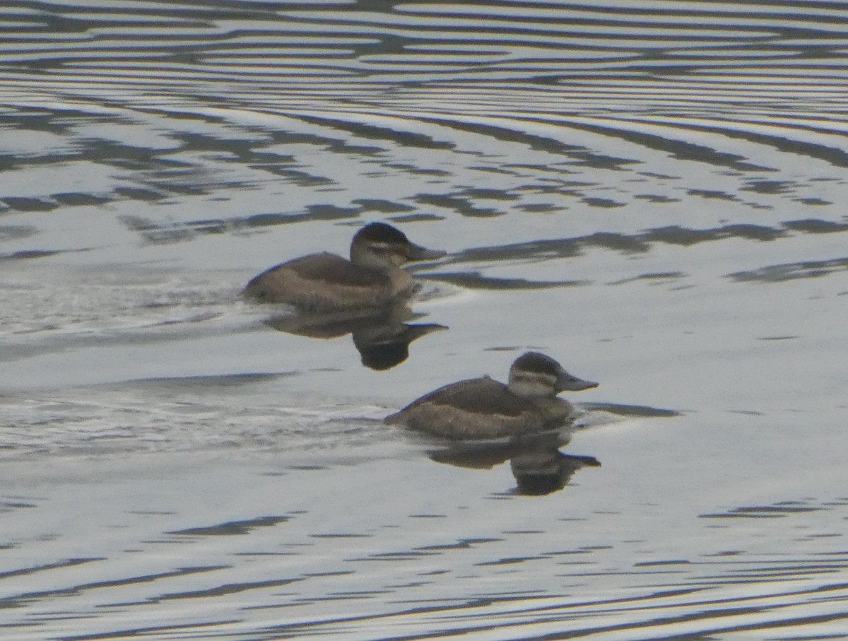 Ruddy Duck - ML610658880