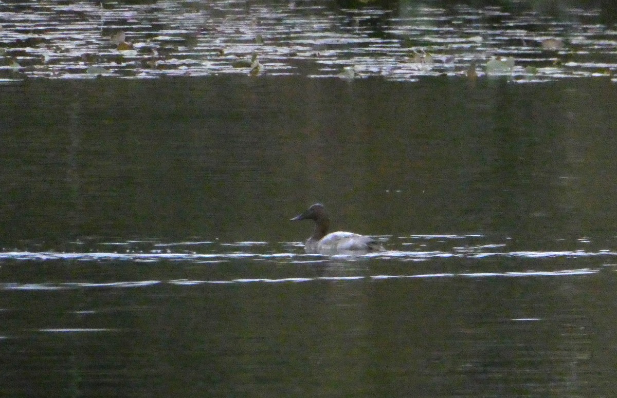 Canvasback - ML610658888