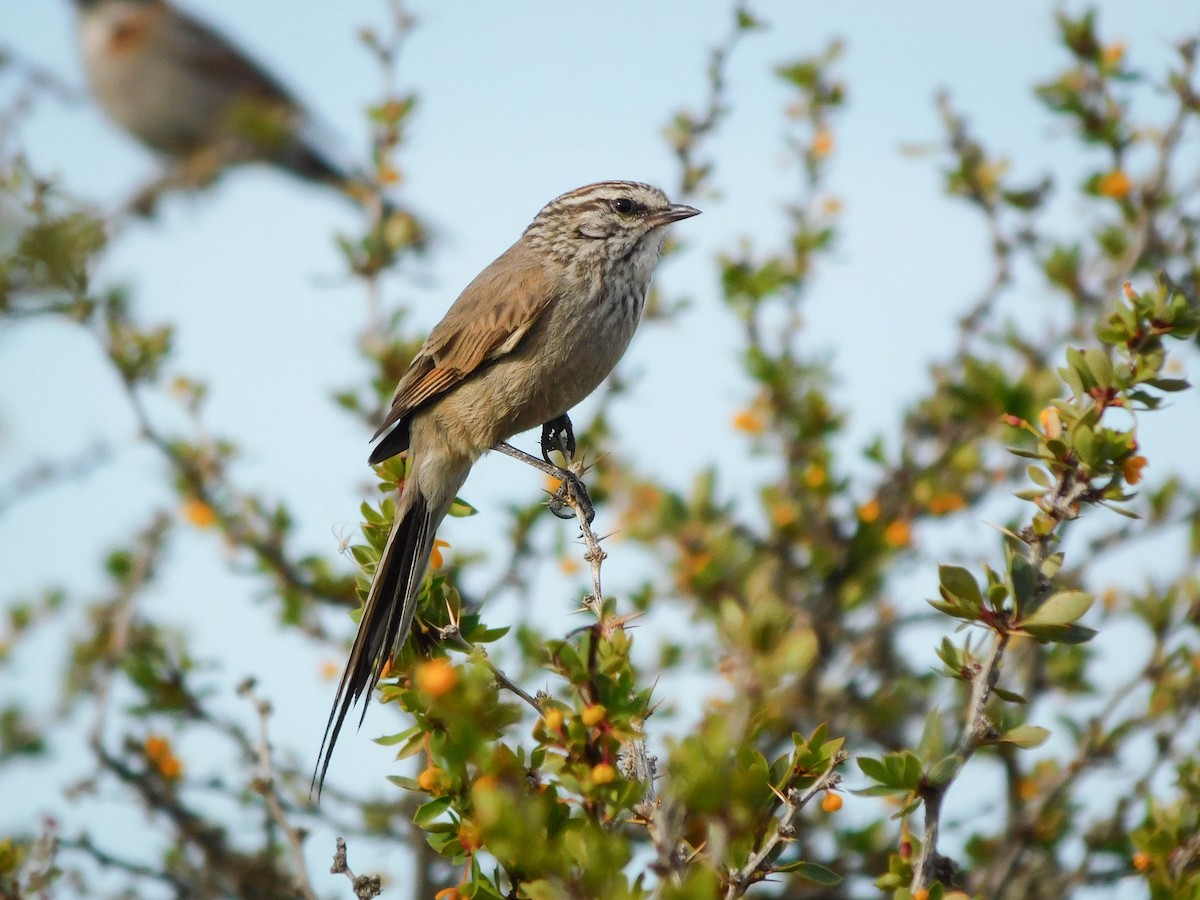 Plain-mantled Tit-Spinetail - ML610659062