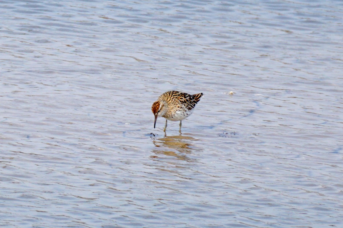 Sharp-tailed Sandpiper - Zhen Wang