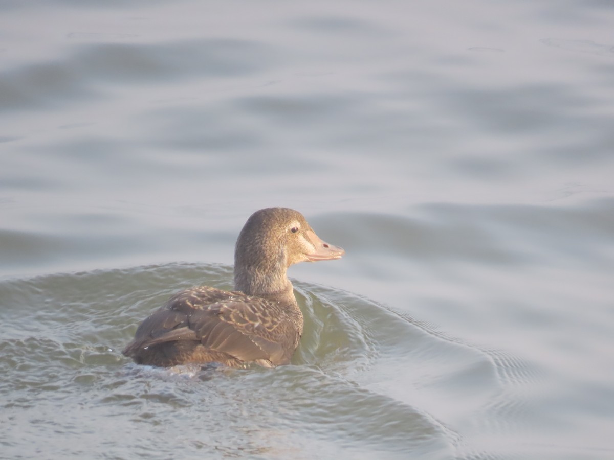 King Eider - Gerald Frost