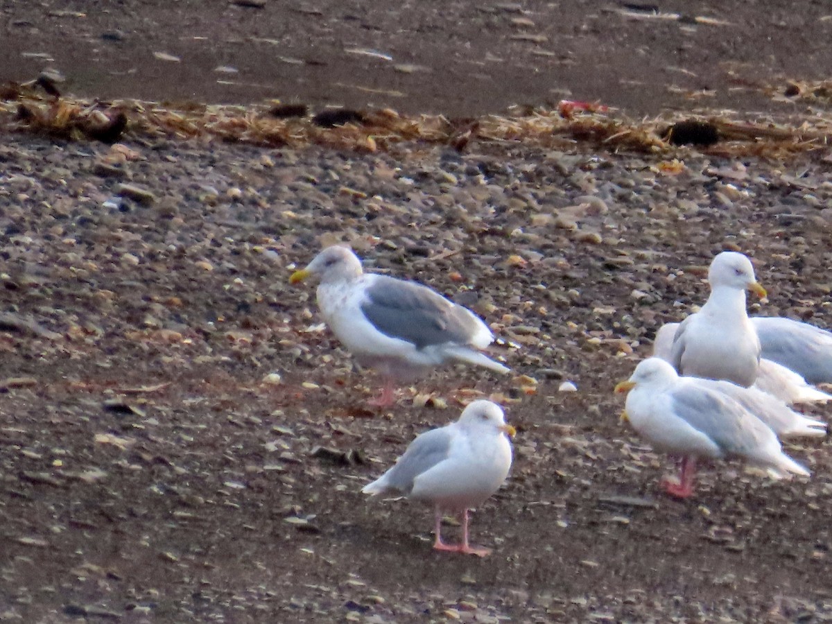 gull sp. - Gerald Frost