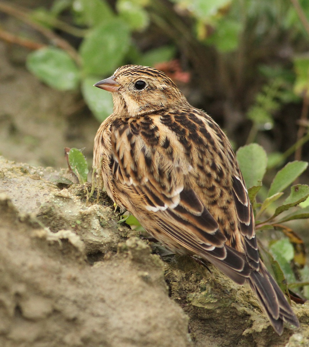 Smith's Longspur - ML61065931