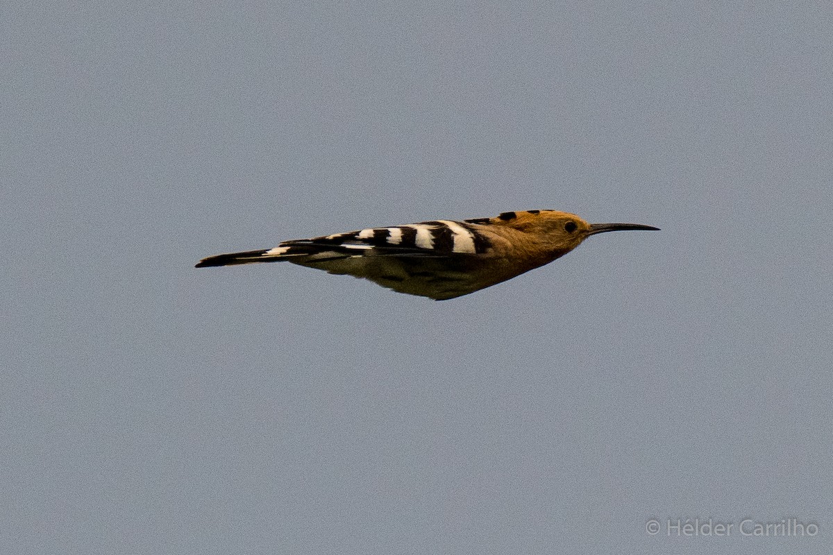 Eurasian Hoopoe - ML610659343