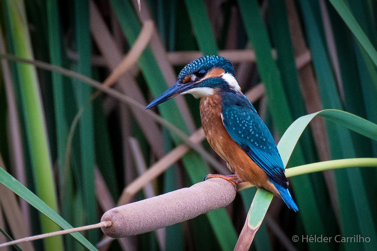 Common Kingfisher - Hélder Carrilho