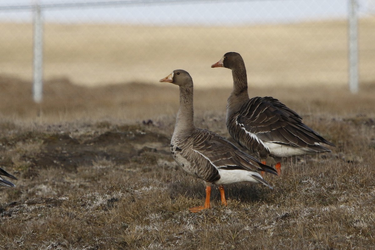 Greater White-fronted Goose - ML61065941