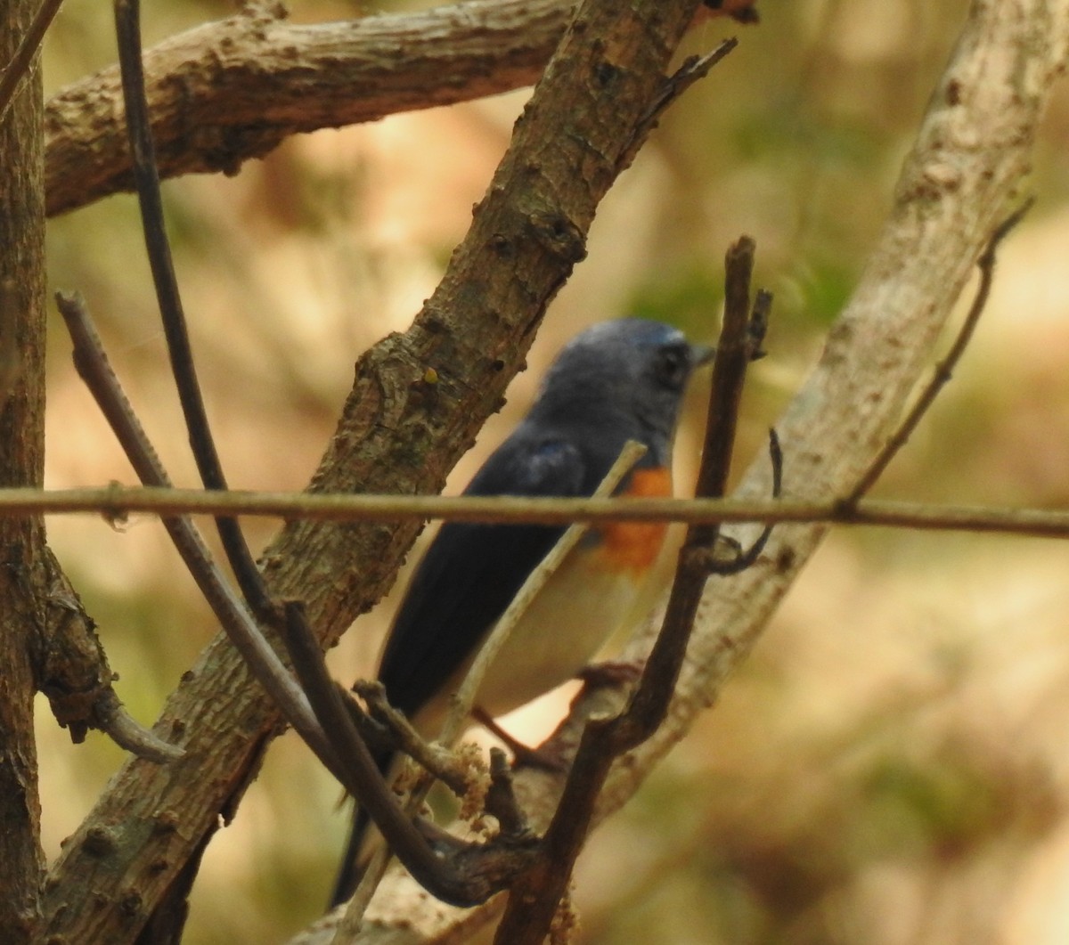 Blue-throated Flycatcher - ML610659538