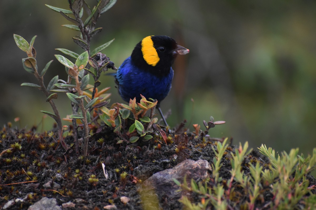 Yellow-scarfed Tanager - ML610659551