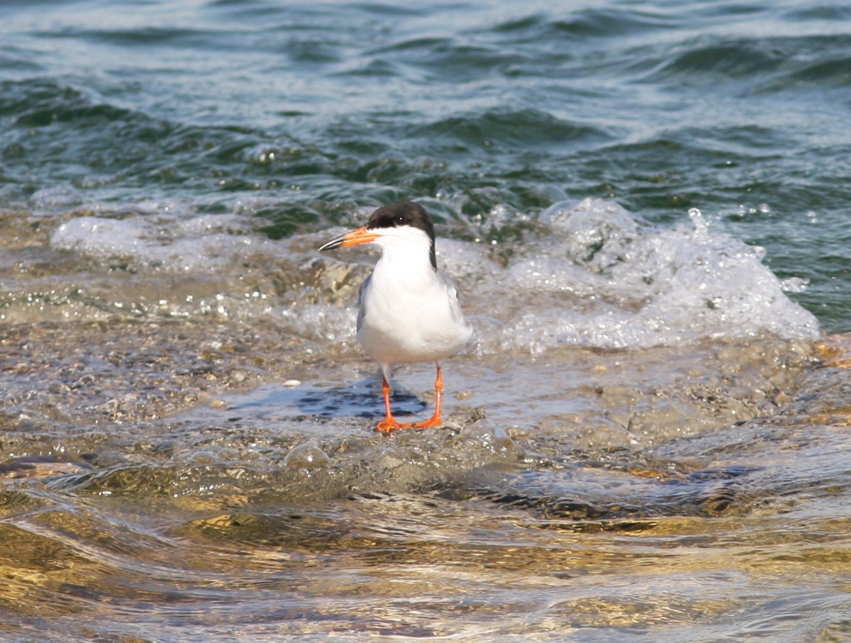 Forster's Tern - ML610659610