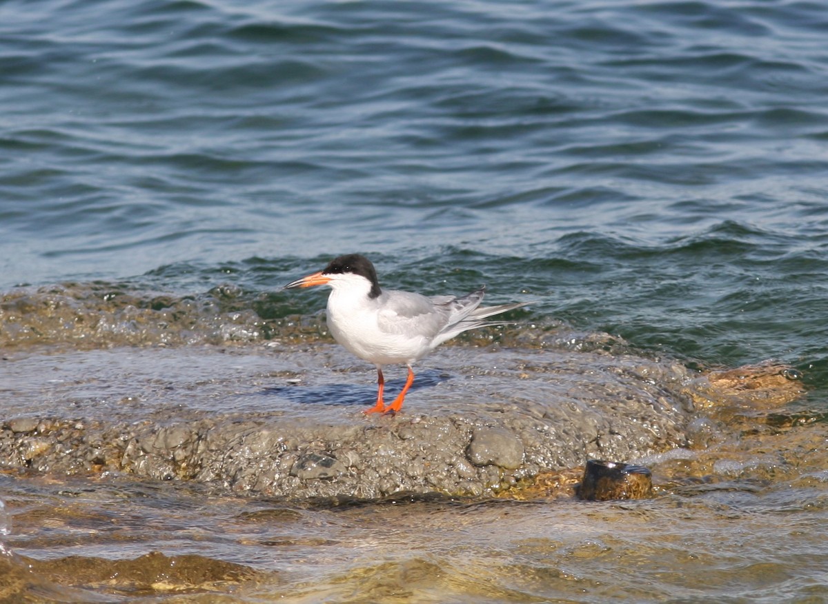 Forster's Tern - David Vander Pluym