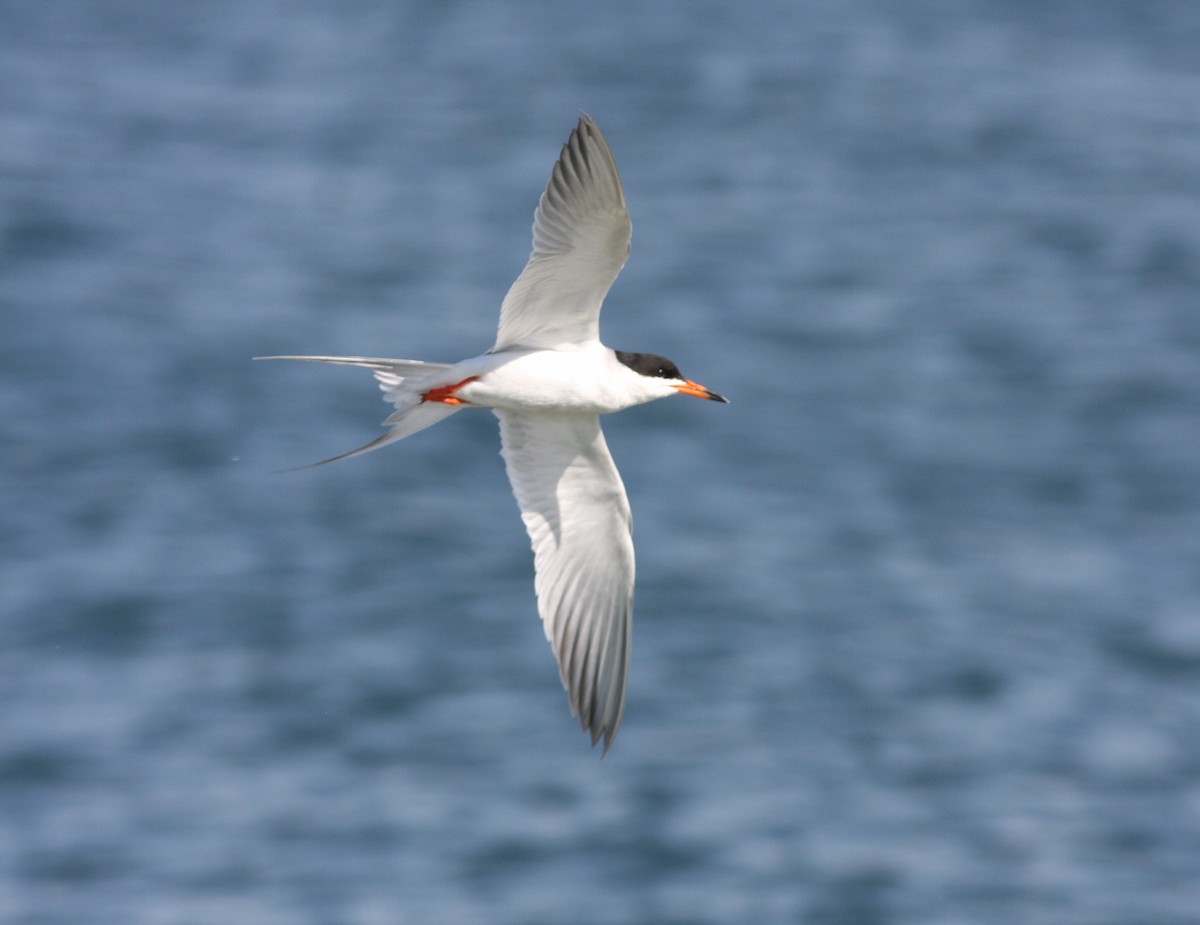 Forster's Tern - David Vander Pluym