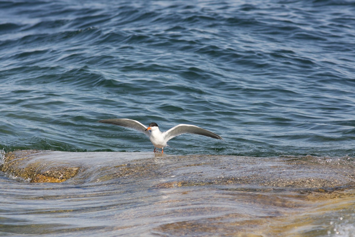 Forster's Tern - ML610659613