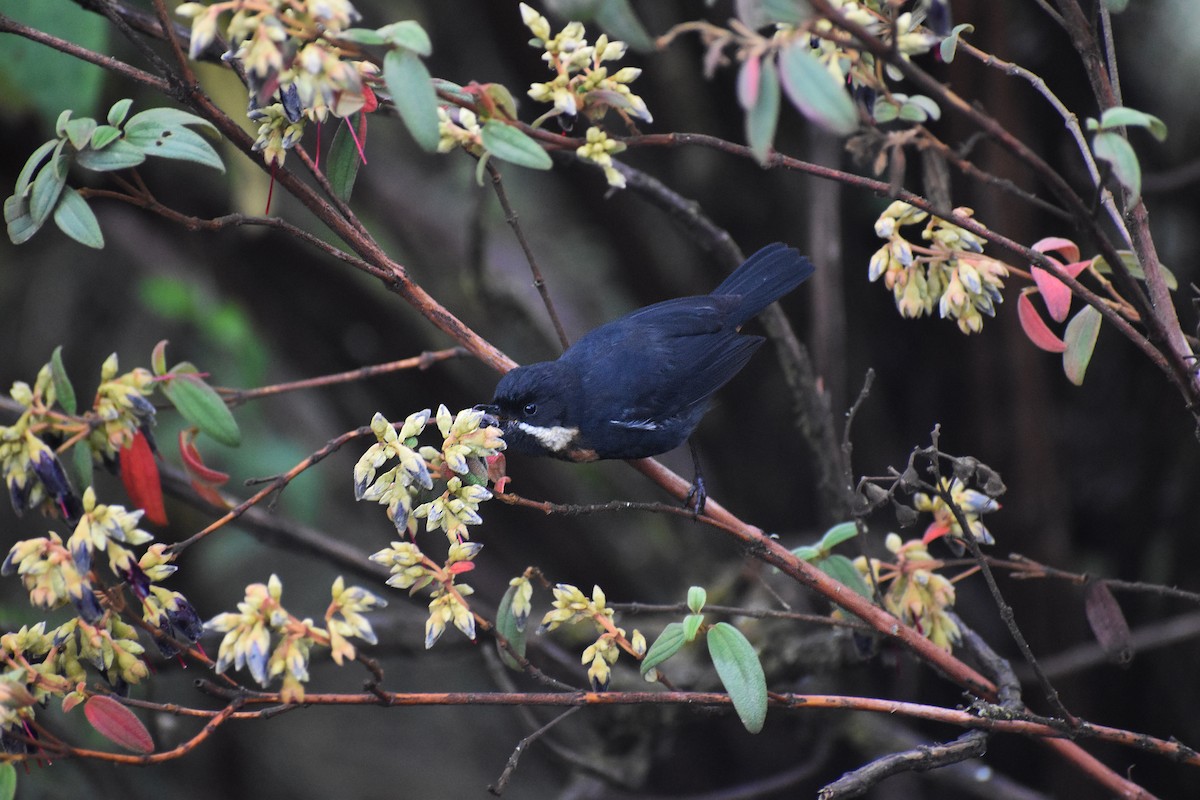 Moustached Flowerpiercer - ML610659619