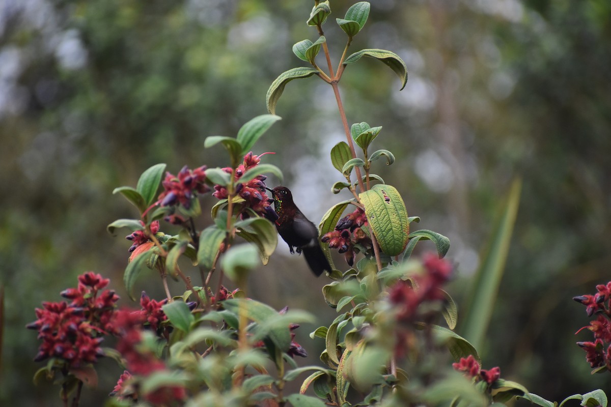 kolibřík myrtový - ML610659626