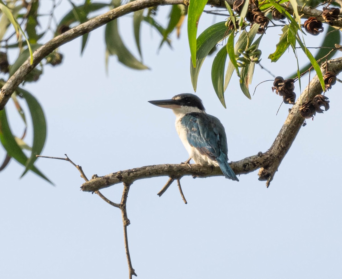 Collared Kingfisher - ML610659647