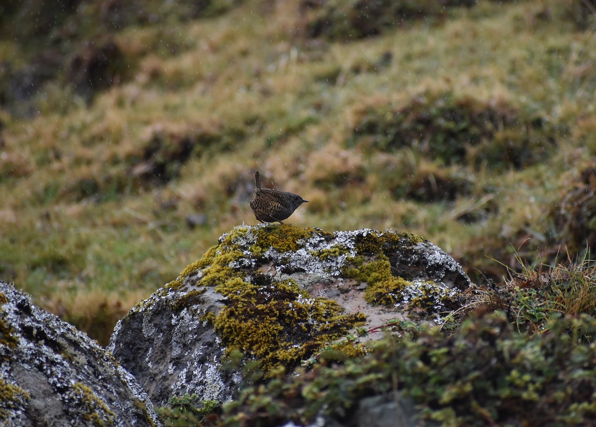 Ancash Tapaculo - ML610659668