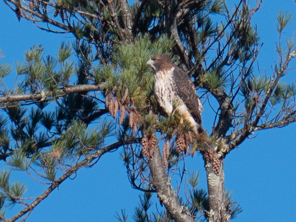 Red-tailed Hawk - ML610659754