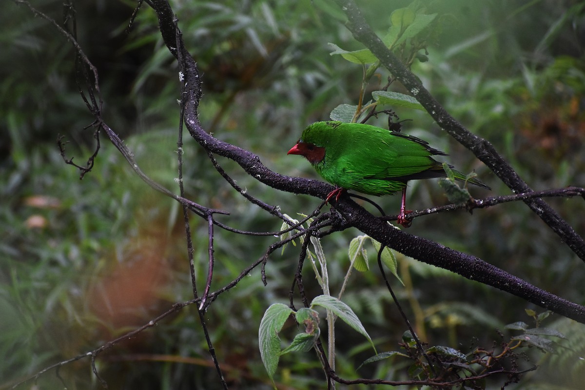 Grass-green Tanager - Angel Colchado Dominguez