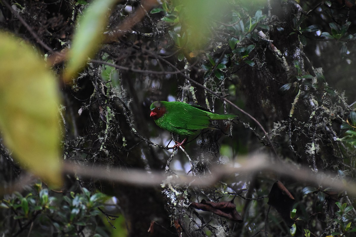 Grass-green Tanager - ML610659787