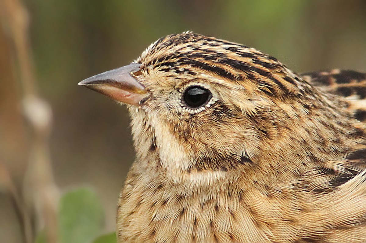 Smith's Longspur - ML61065981