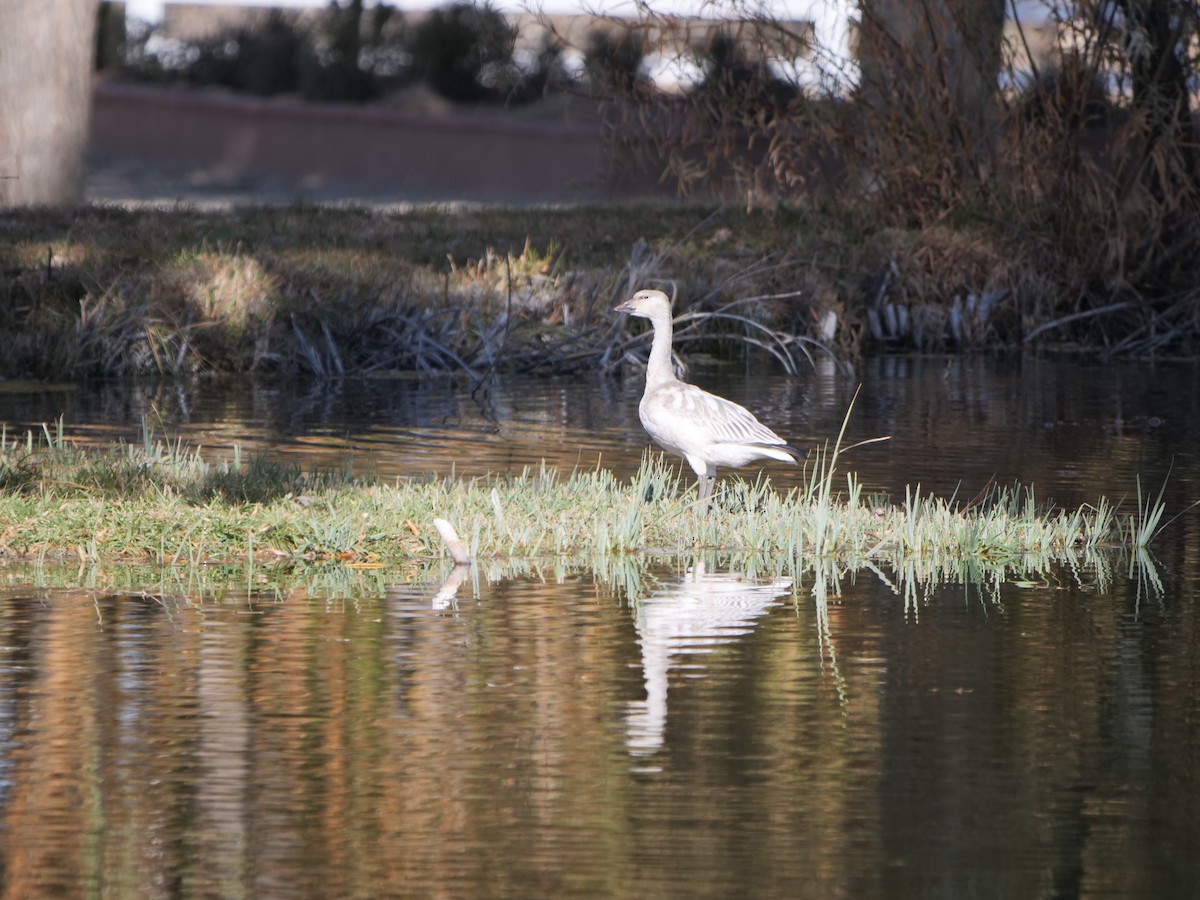 Snow Goose - Bob D'Antonio