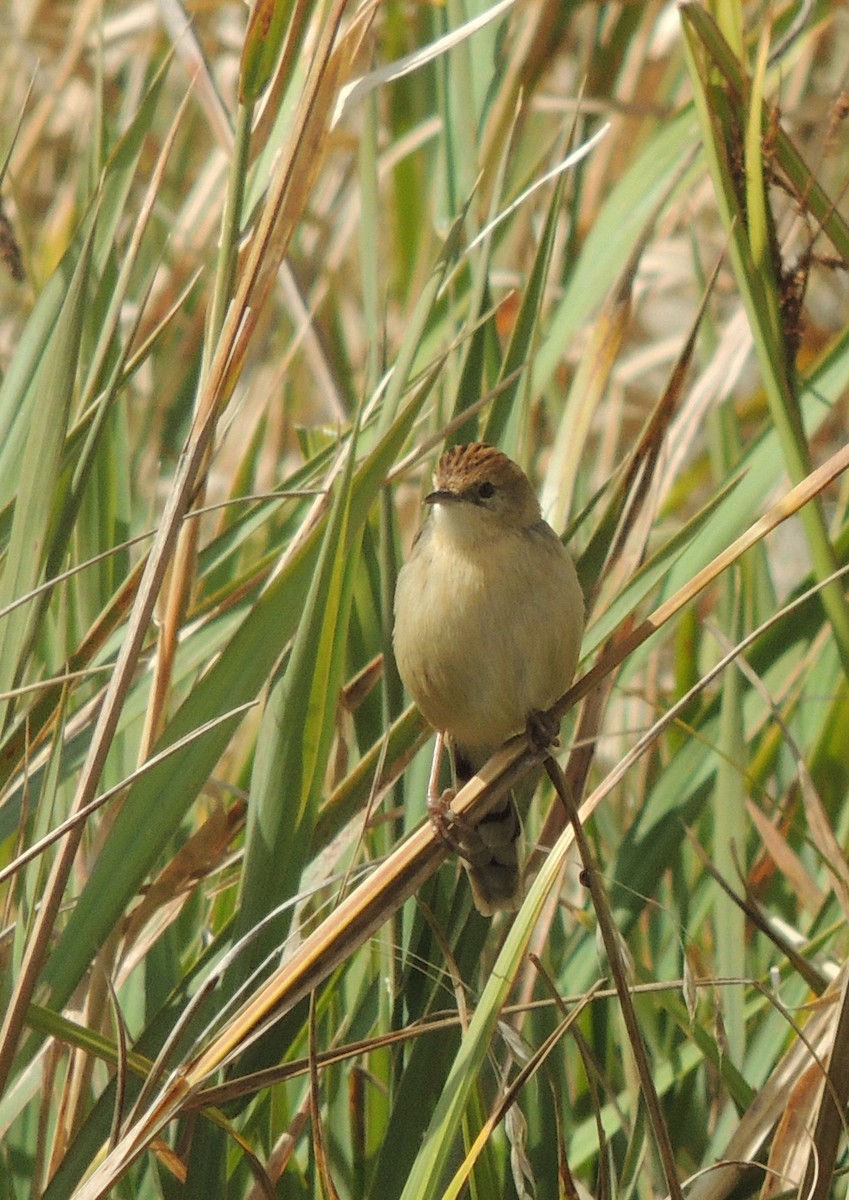 Ethiopian Cisticola - ML610659843