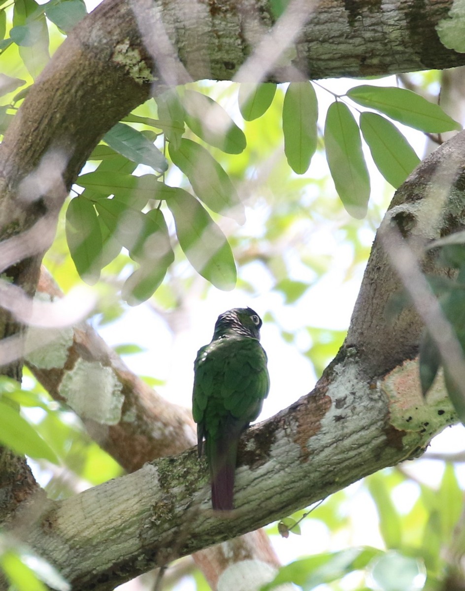 Maroon-tailed Parakeet - ML610659844