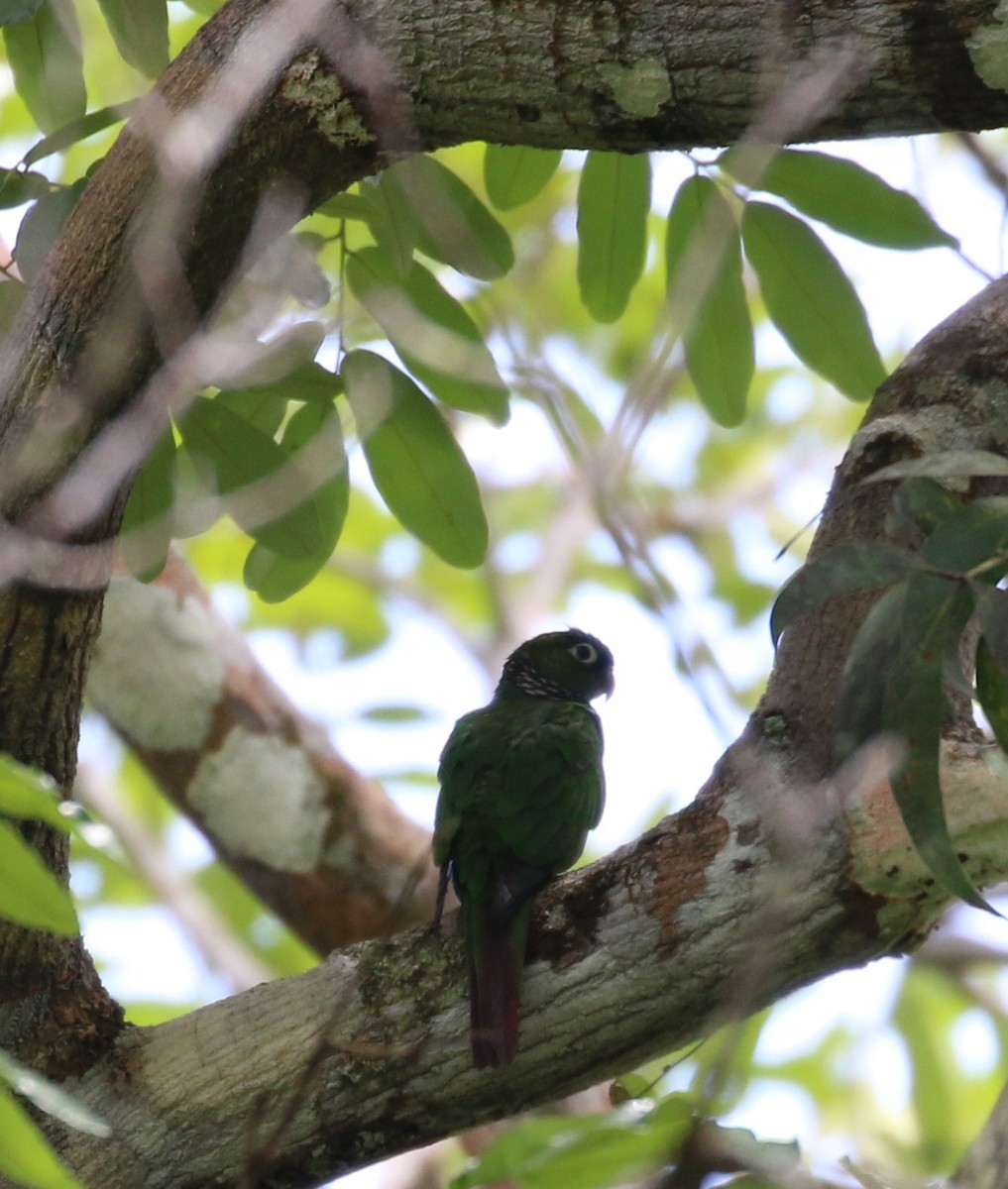 Maroon-tailed Parakeet - ML610659848