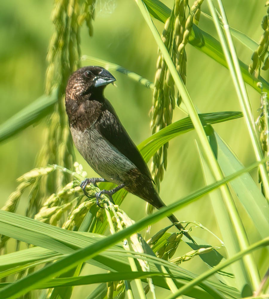 White-rumped Munia - ML610659854