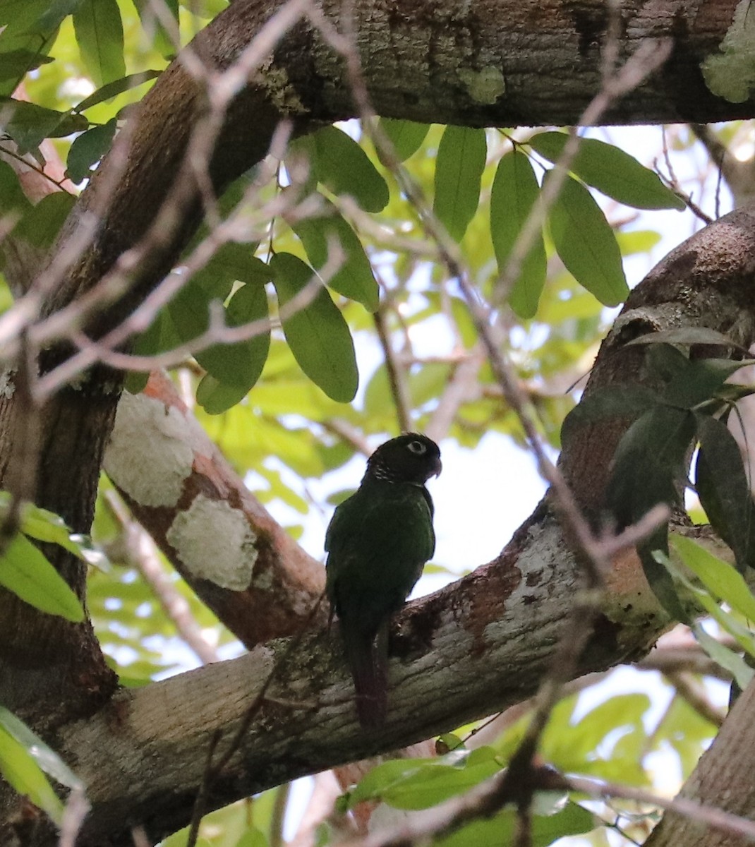 Maroon-tailed Parakeet - ML610659859