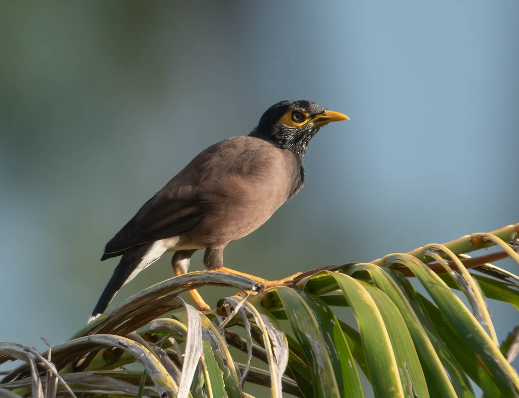 Common Myna - ML610659871
