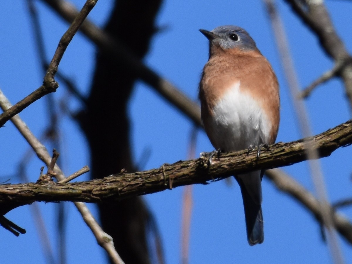 Eastern Bluebird - ML610659884