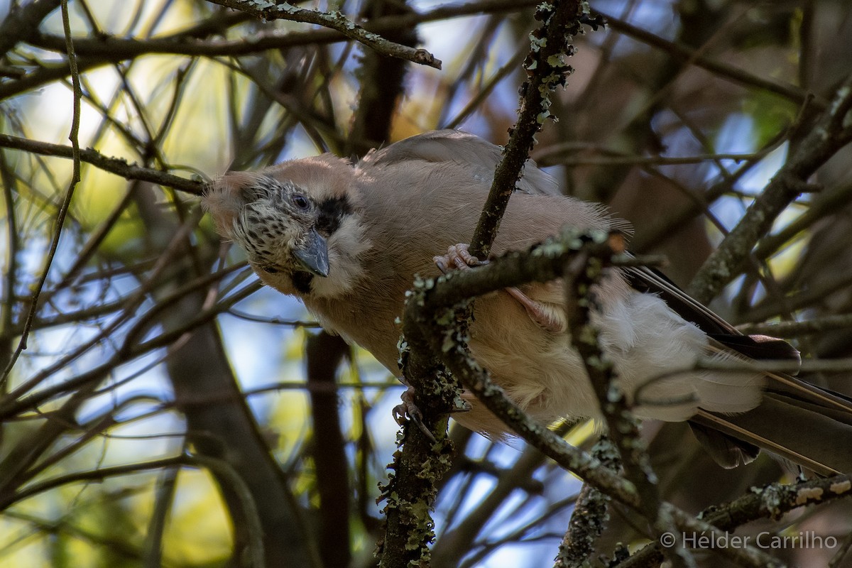 Eurasian Jay - ML610659890