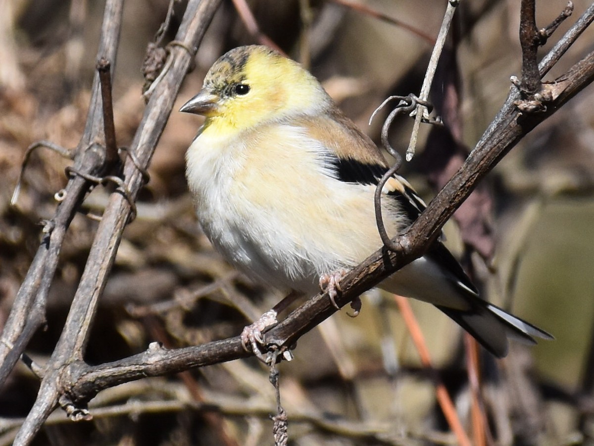 American Goldfinch - ML610659891
