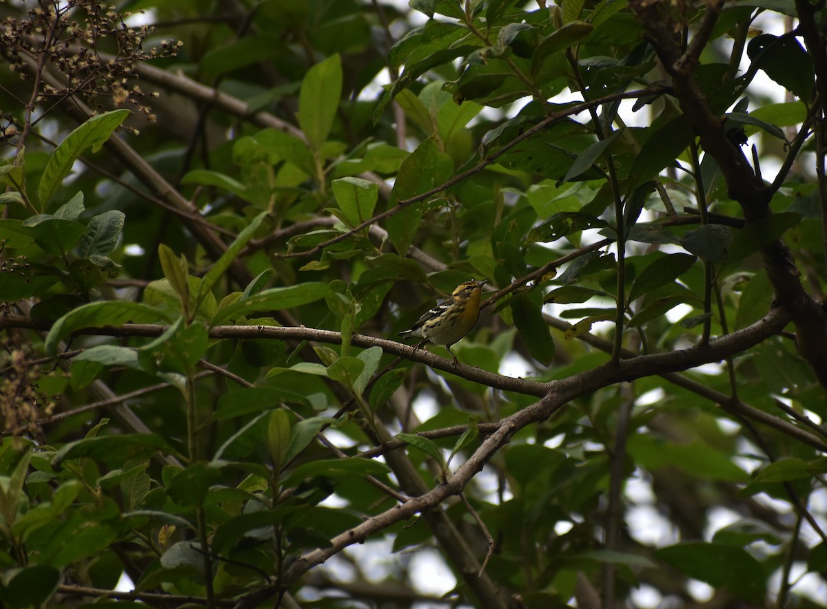 lesňáček jedlovcový - ML610659892