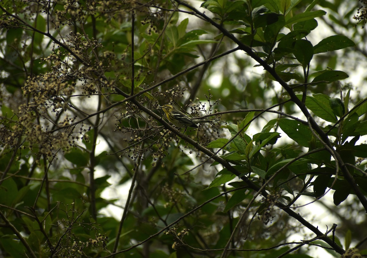 Blackburnian Warbler - Angel Colchado Dominguez