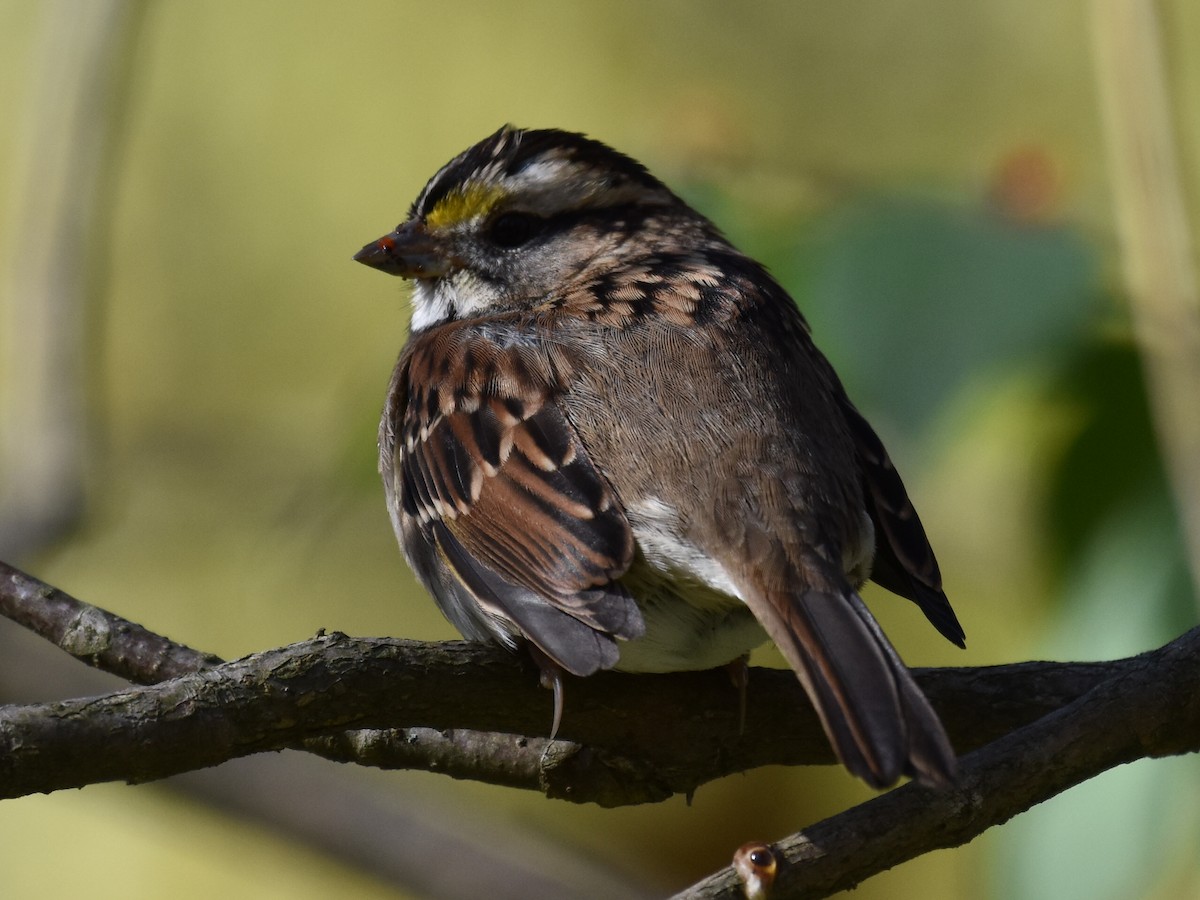 White-throated Sparrow - ML610659898