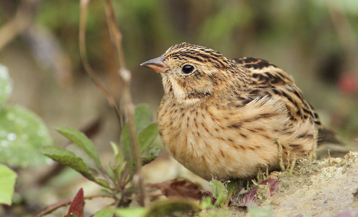 Smith's Longspur - Luke Seitz